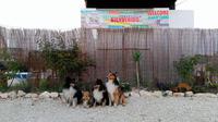 grupo de pastores de Shetland